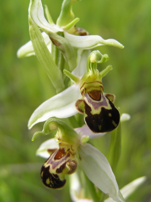 Variabilit di Ophrys fuciflora